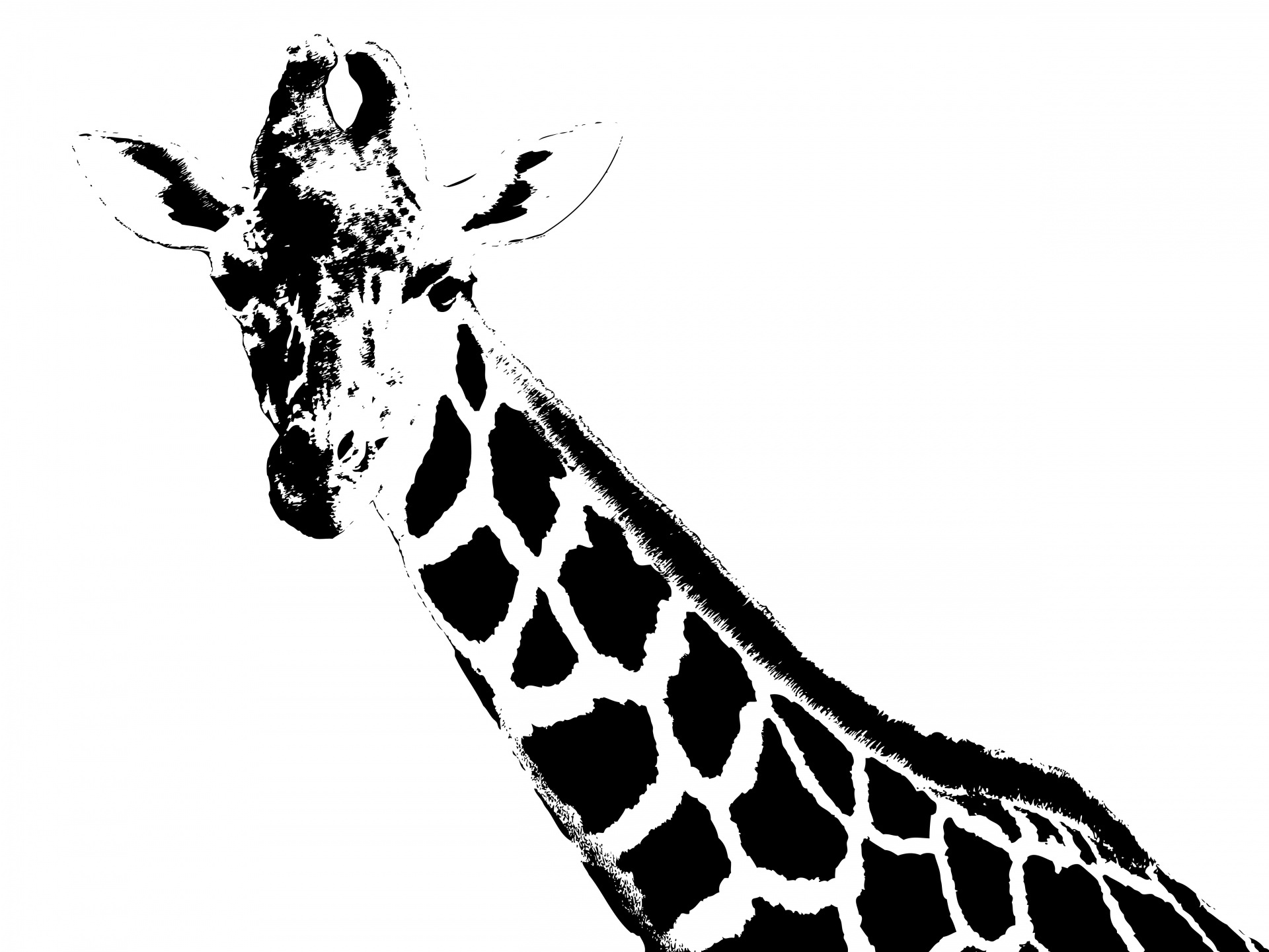 Жираф вектор