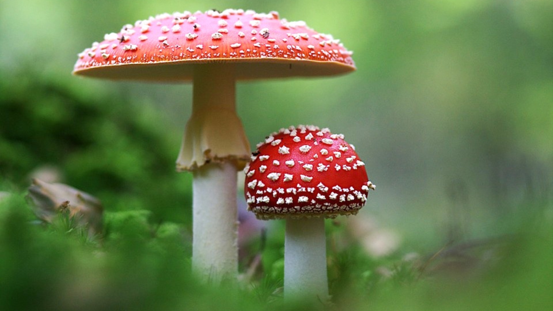 Amanita Muscaria El Hongo AlucinÓgeno Del Edomex