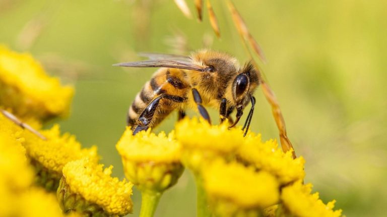 abejas polinizadoras