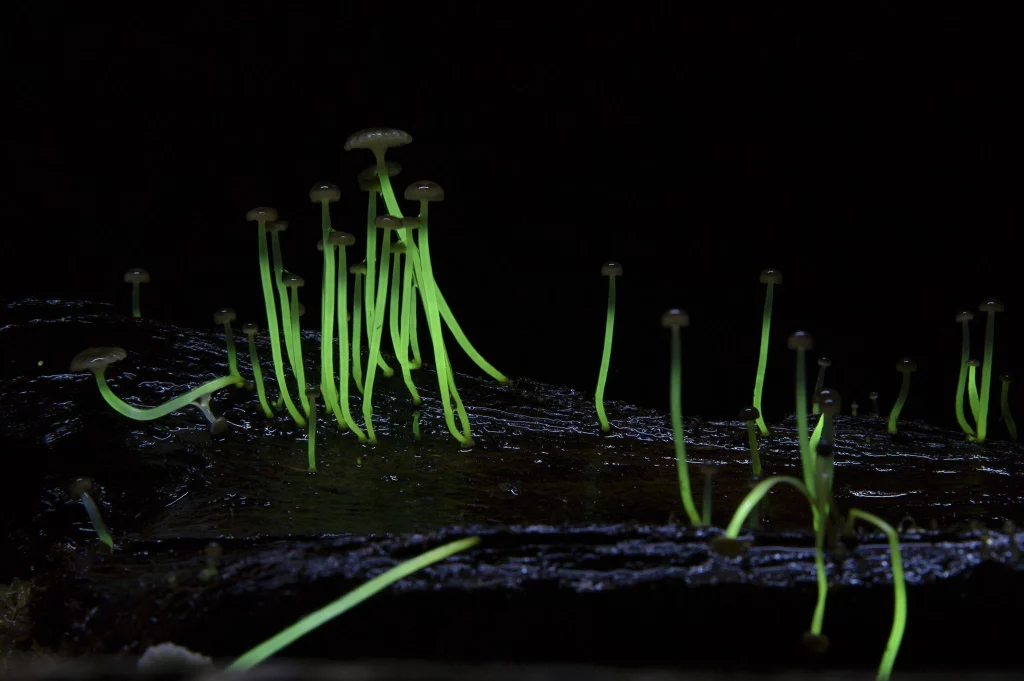 Hongos que brillan en la oscuridad