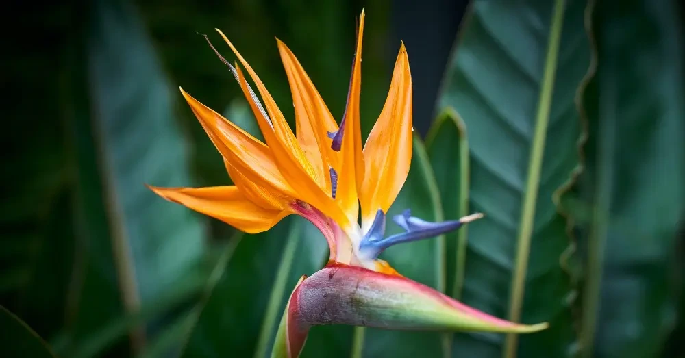 flores asociadas a los signos del zodiaco