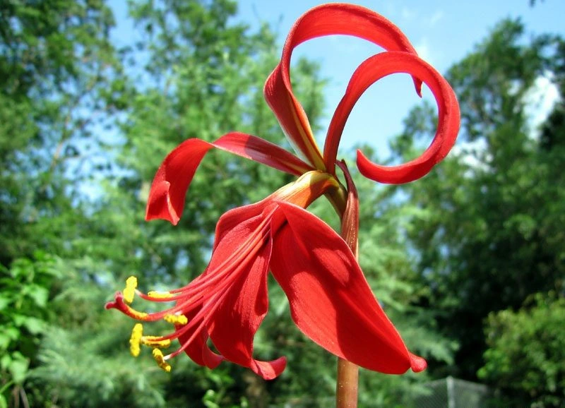 flores asociadas a los signos del zodiaco