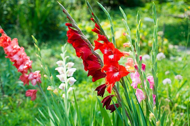 flores asociadas a los signos del zodiaco