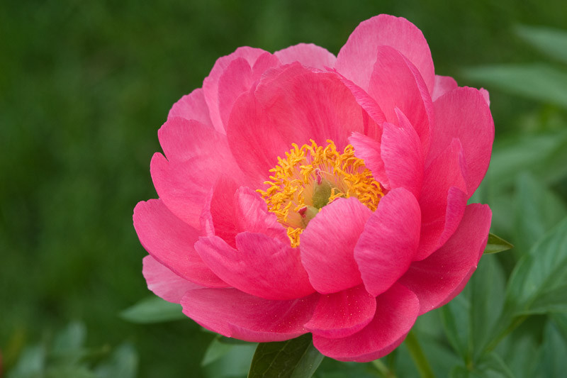 flores asociadas a los signos del zodiaco