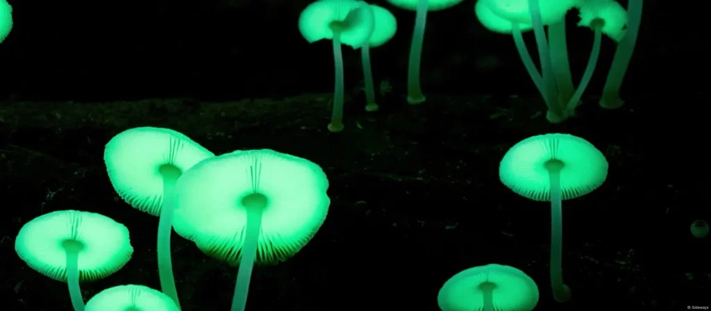 el mundo de los hongos