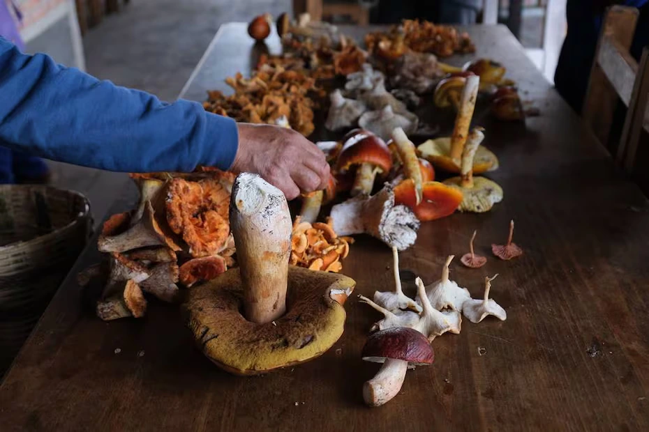 micoturismo en México